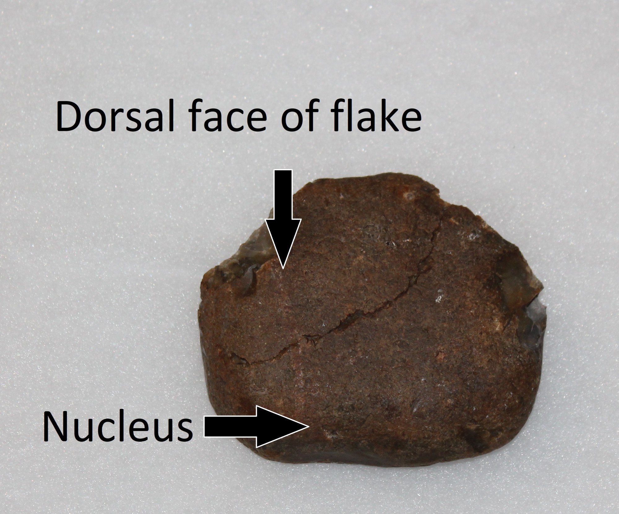 Dorsal face of flake
