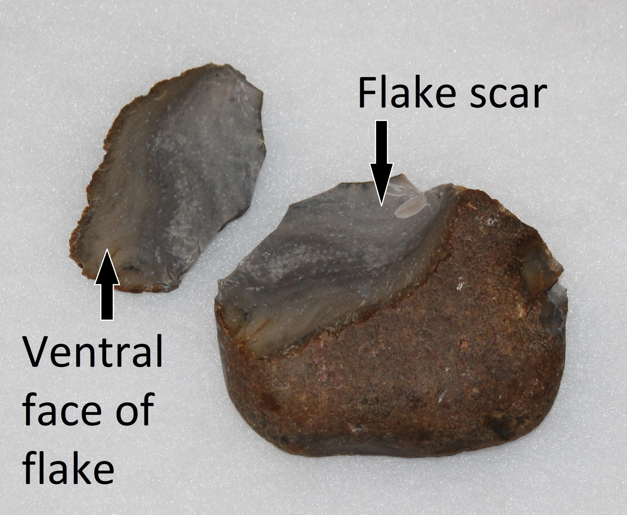 Ventral face of flake